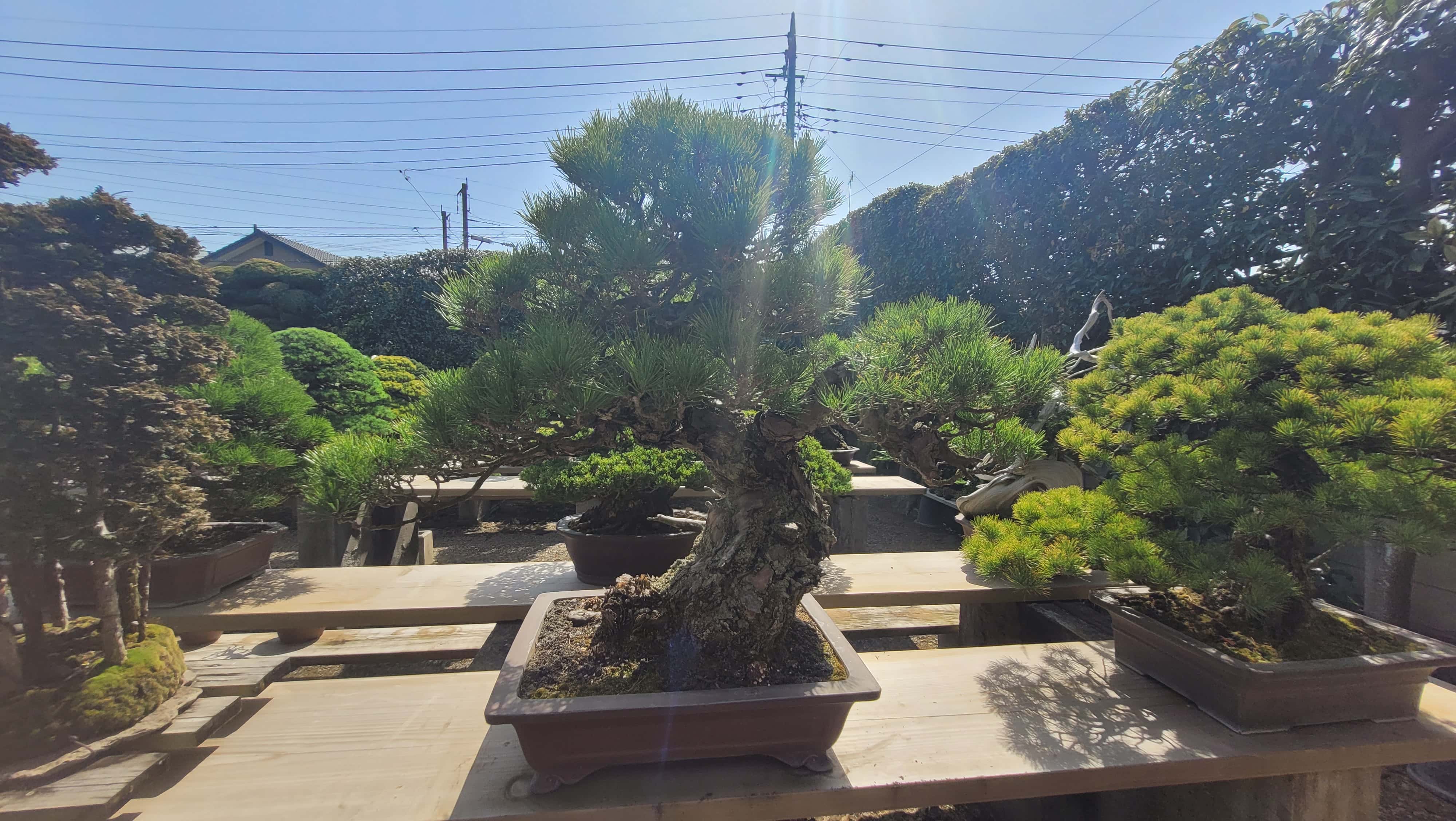 A pine bonsai tree from kimura in Japan